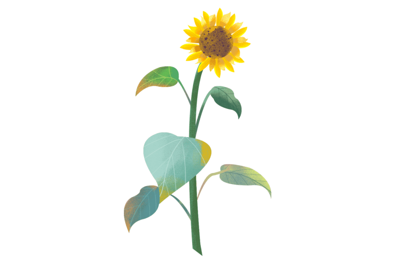 元素手绘植物向日葵插画元素