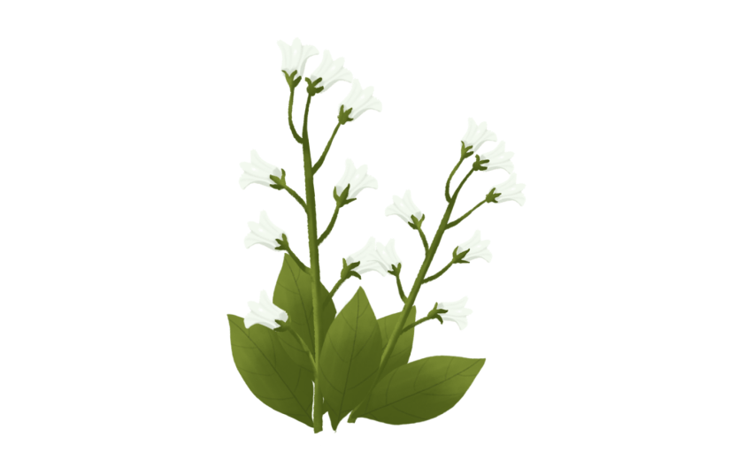 素材花卉绿色