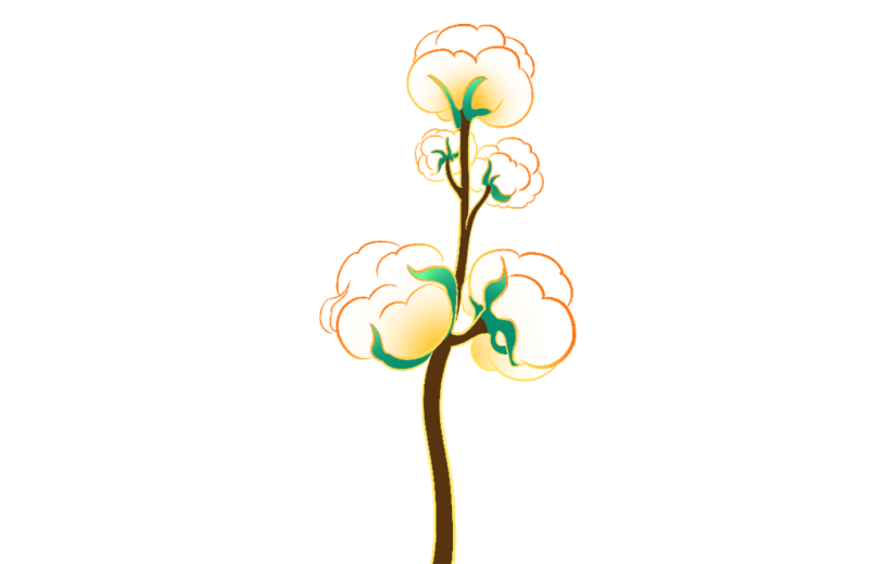 新国潮     节气     季节    花卉     寒露   植物    花朵   白色     棉花