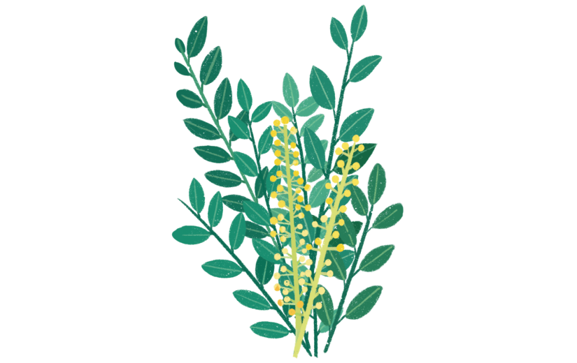 扁平噪点   电商   海报       处暑    节气   园林   园艺    文艺     小清晰  植物   花卉    米兰花