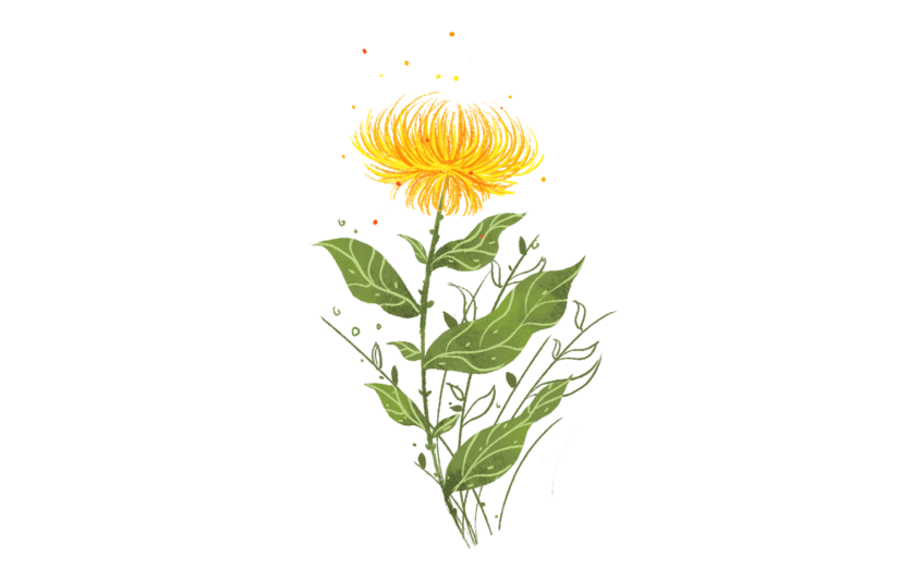素材卡通菊花花卉装饰