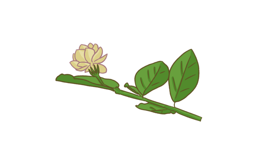 元素手绘卡通节气芒种花卉茉莉花