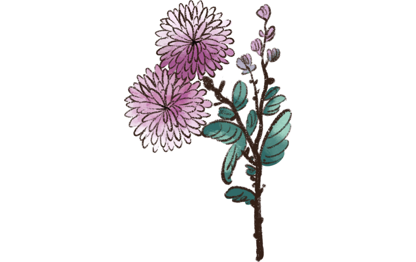 水彩     节日      季节   秋季    花卉   花朵  植物    菊花
