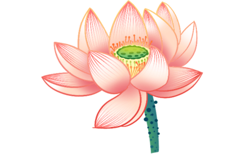 金边 工笔画 中国画 传统 花鸟 花卉 工笔花鸟 荷花