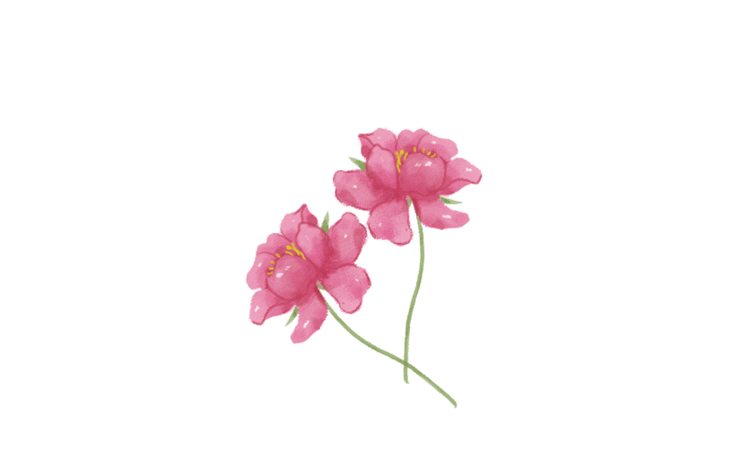 素材花卉牡丹