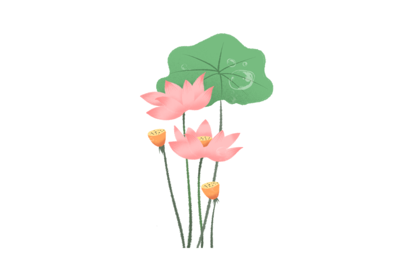 花卉荷花手绘