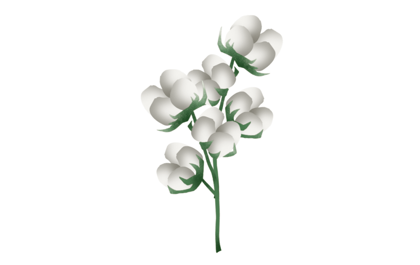 棉花植物花卉
